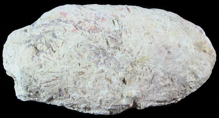 Fish Coprolite (Fossil Poo) - Kansas #49345